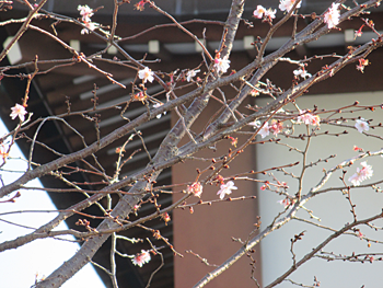 御会式桜