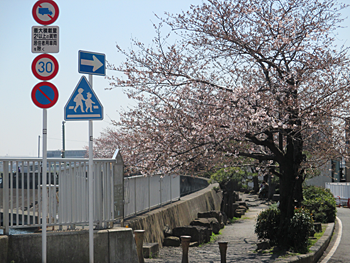 羽田弁天橋の桜