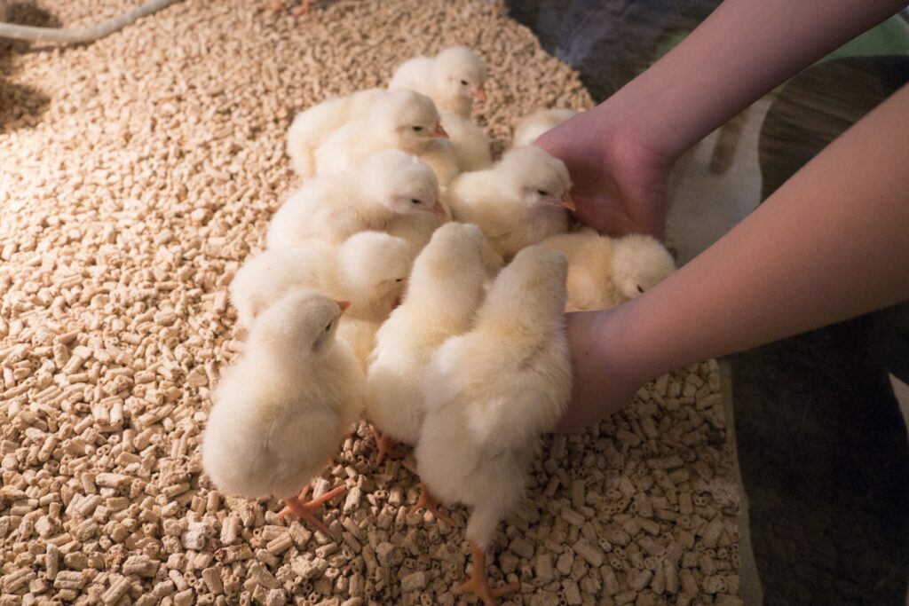 スーパーで売っている鶏卵や鶉卵は孵化すると思いますか。実はスーパーの卵には有精卵が入ることがあります。ということは……